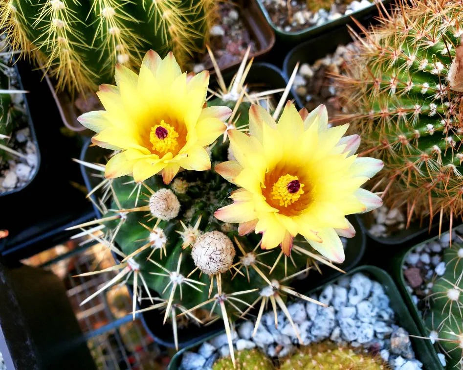 Notocactus turecekianus |  Notocactus submammulosus