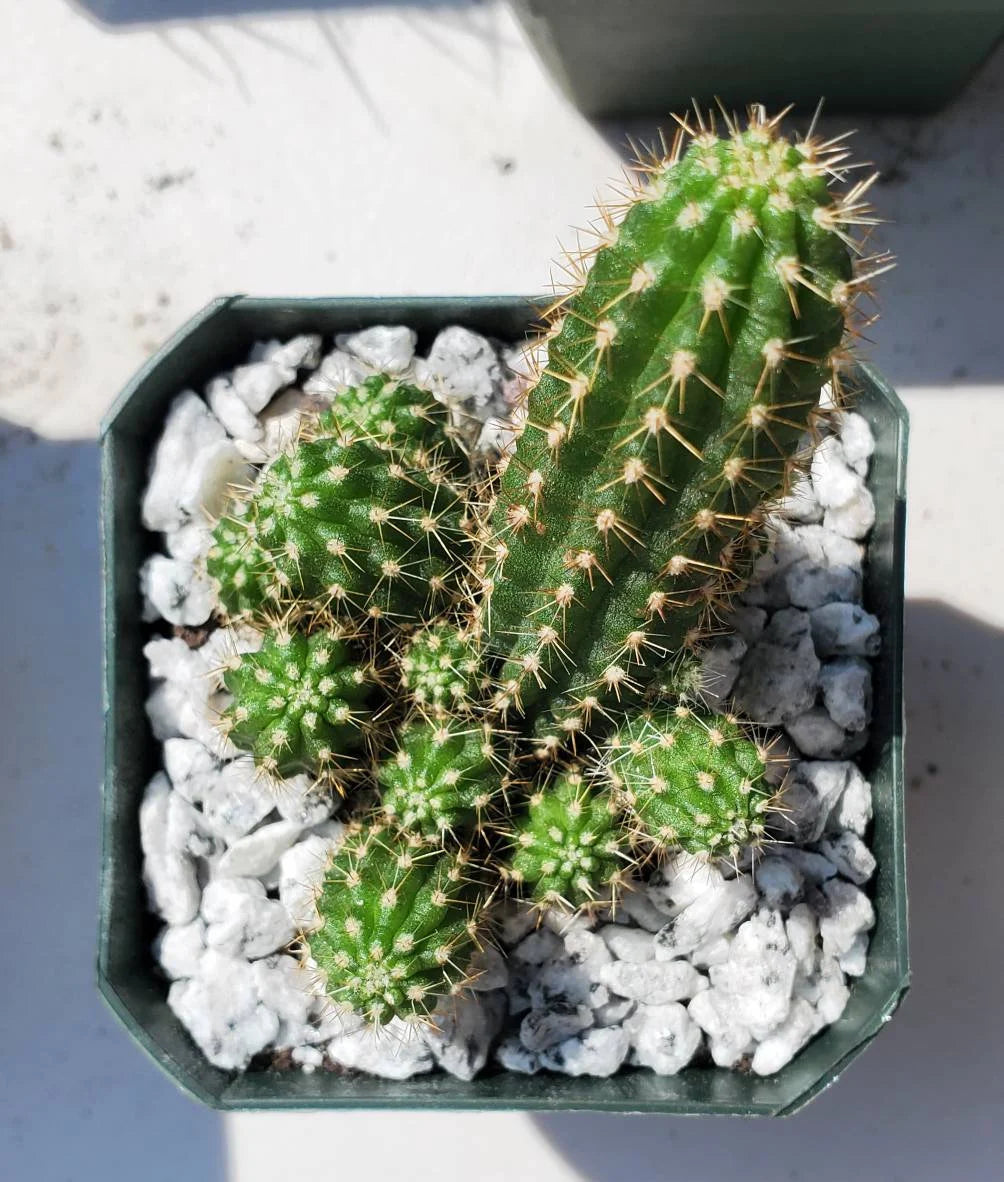 Echinopsis chamaecereus | peanut cactus