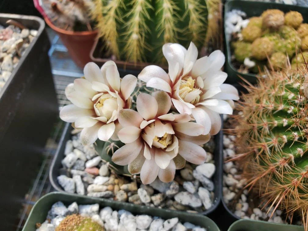 Gymnocalycium platense | Britton & Rose (15 seeds)