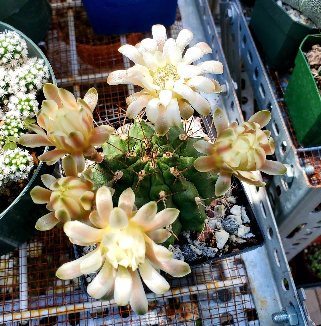 Gymnocalycium gibbosum - seeds