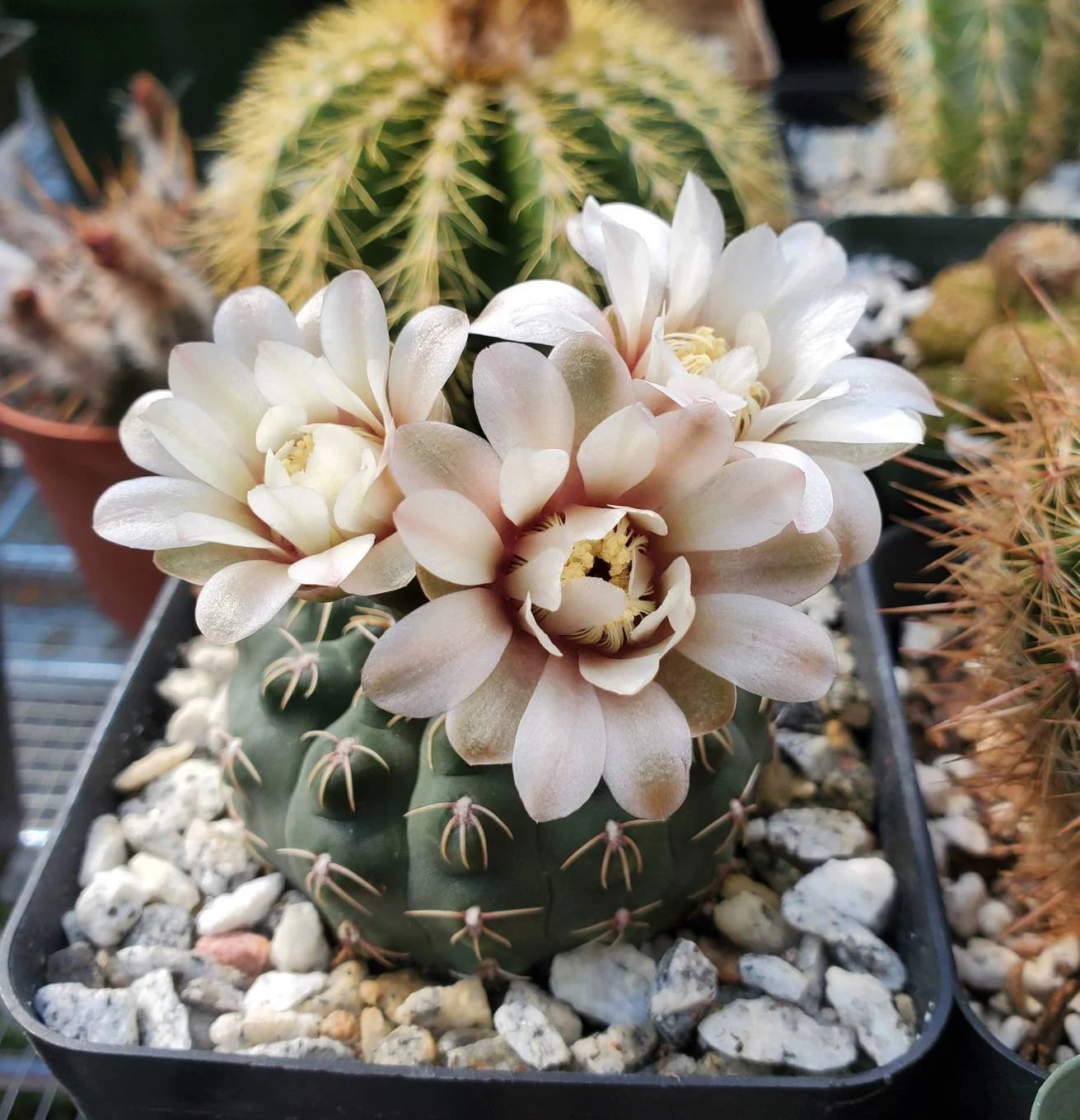 Gymnocalycium platense | Britton & Rose (15 seeds)