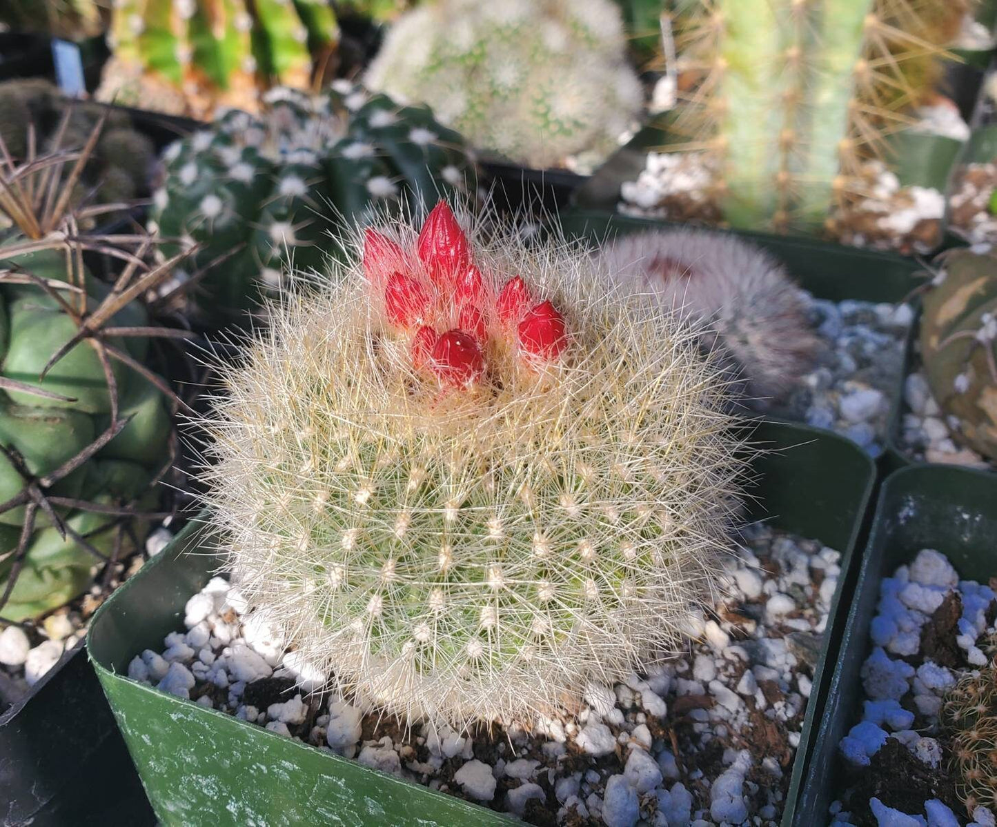 Notocactus haselbergii |Parodia haselbergii - seeds