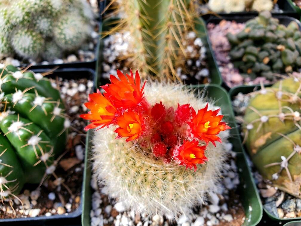 Notocactus haselbergii |Parodia haselbergii |