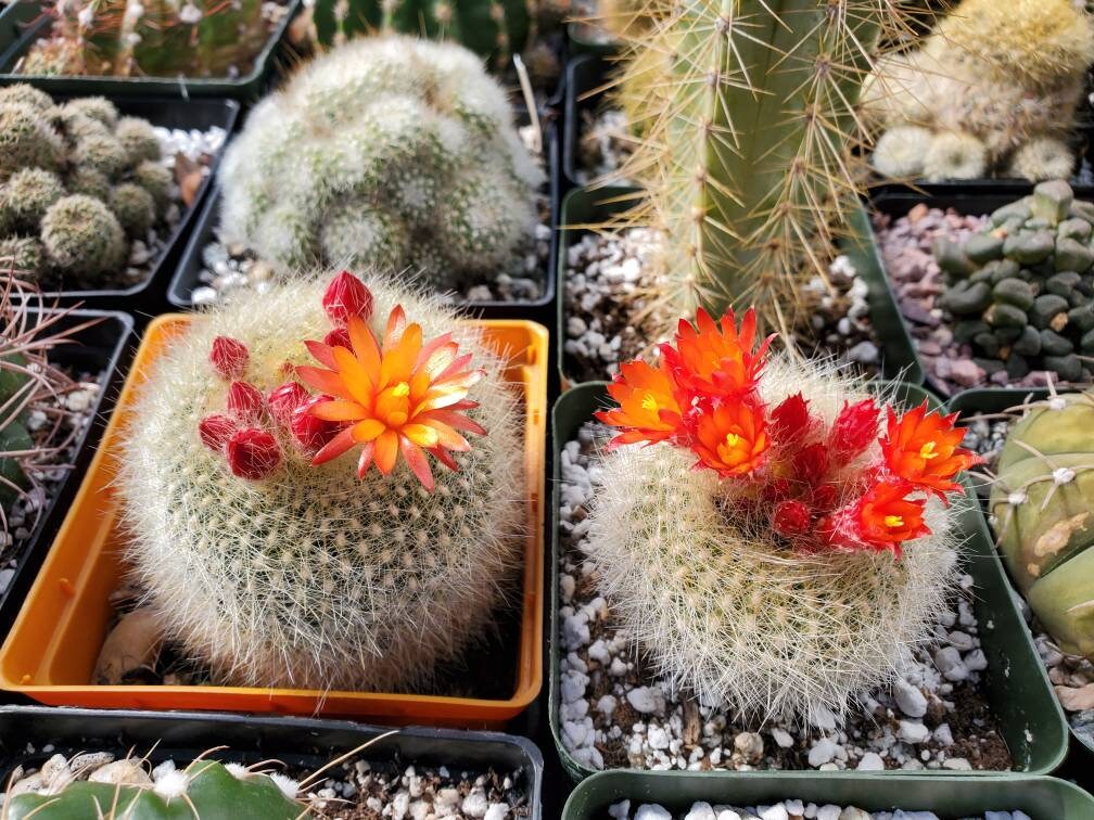 Notocactus haselbergii |Parodia haselbergii |