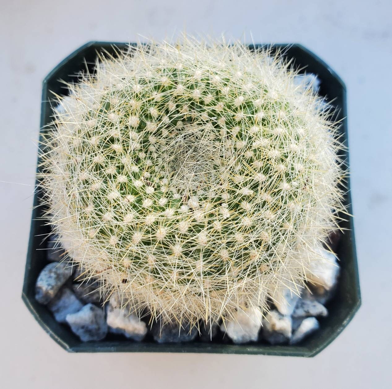 Notocactus haselbergii |Parodia haselbergii |