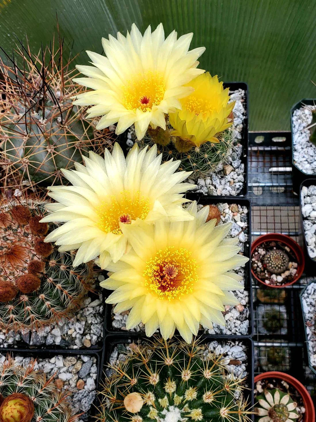 Notocactus concinna subs. agnetae - seeds