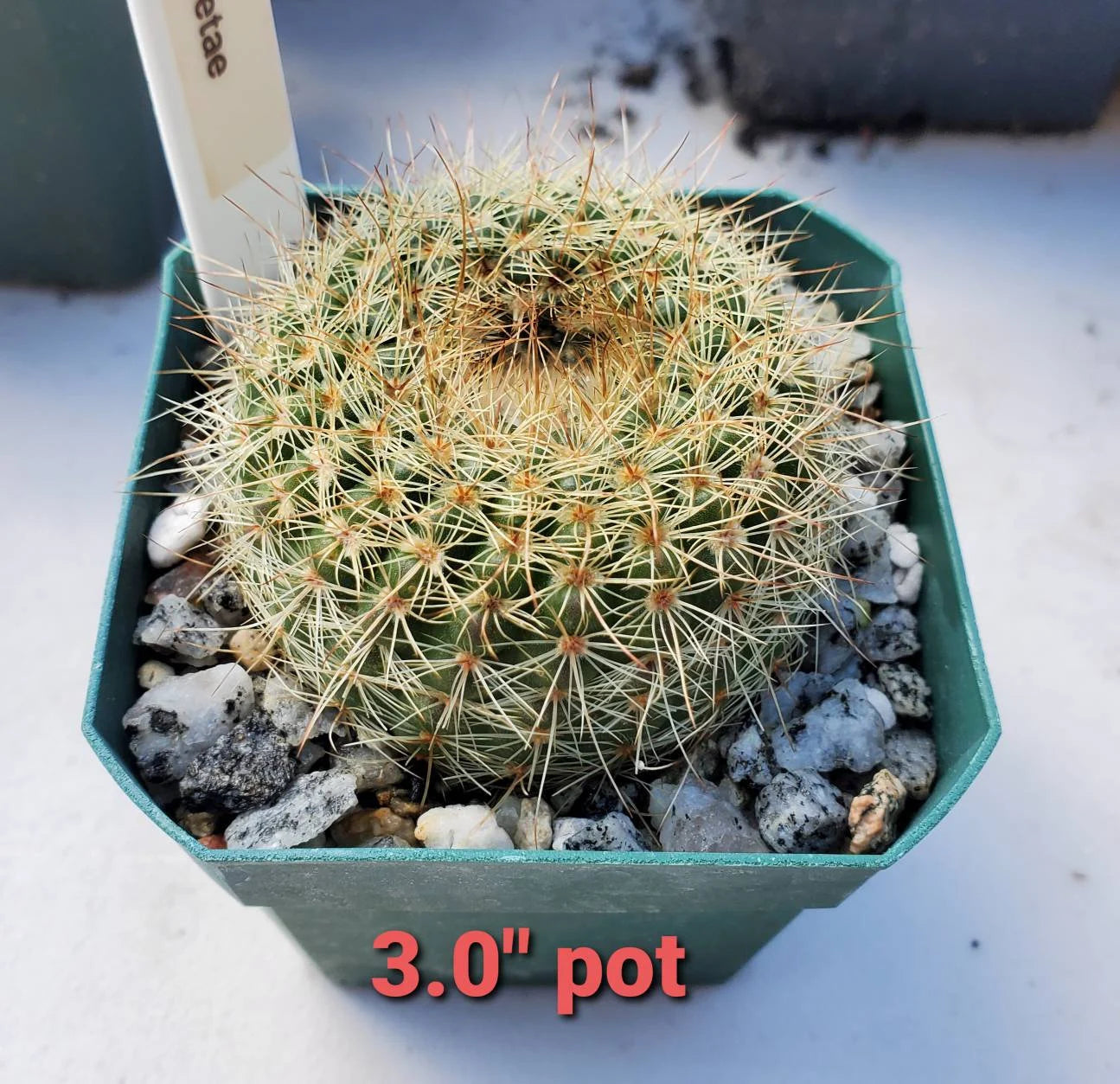 Notocactus concinna subs. agnetae