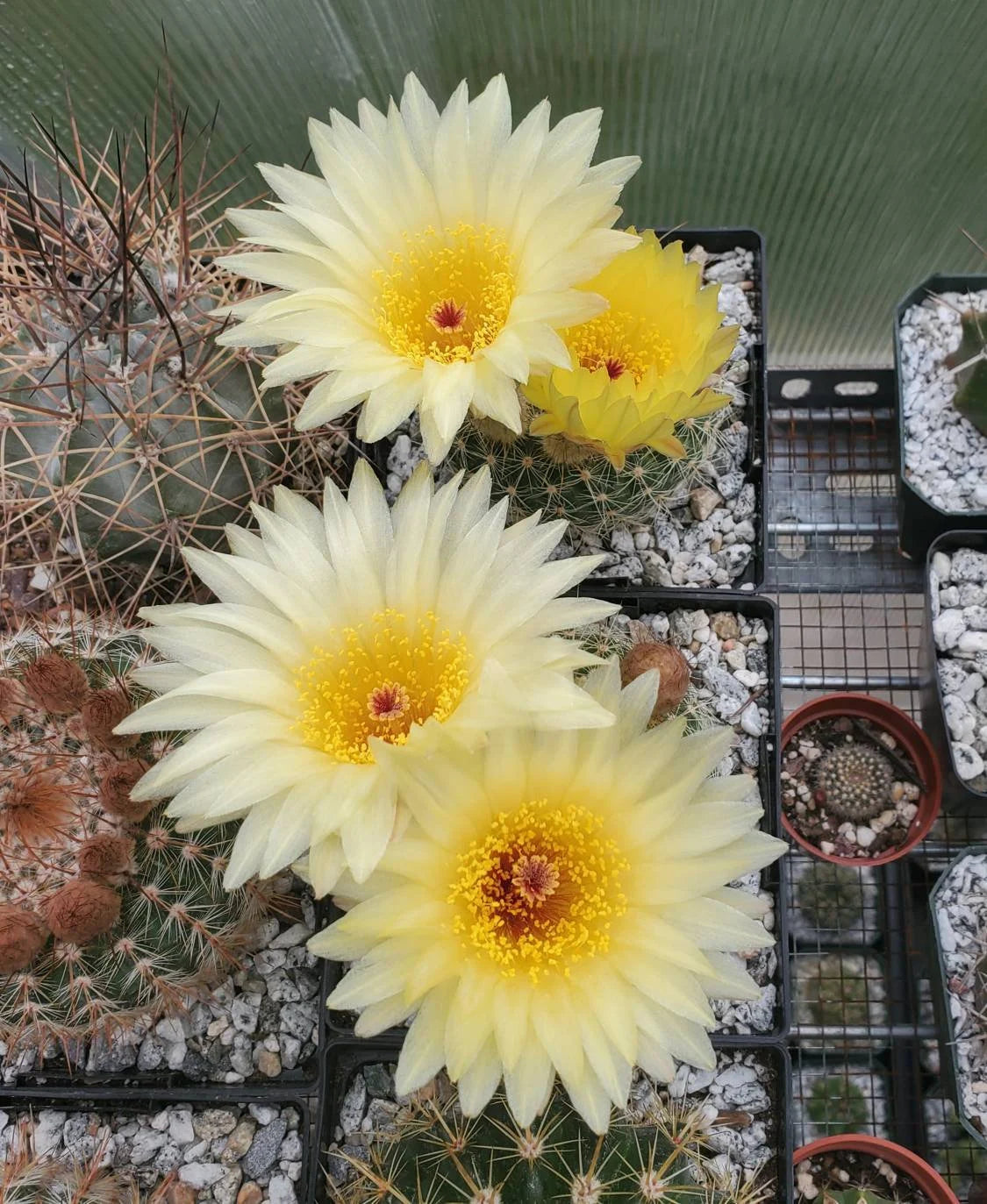 Notocactus concinna subs. agnetae