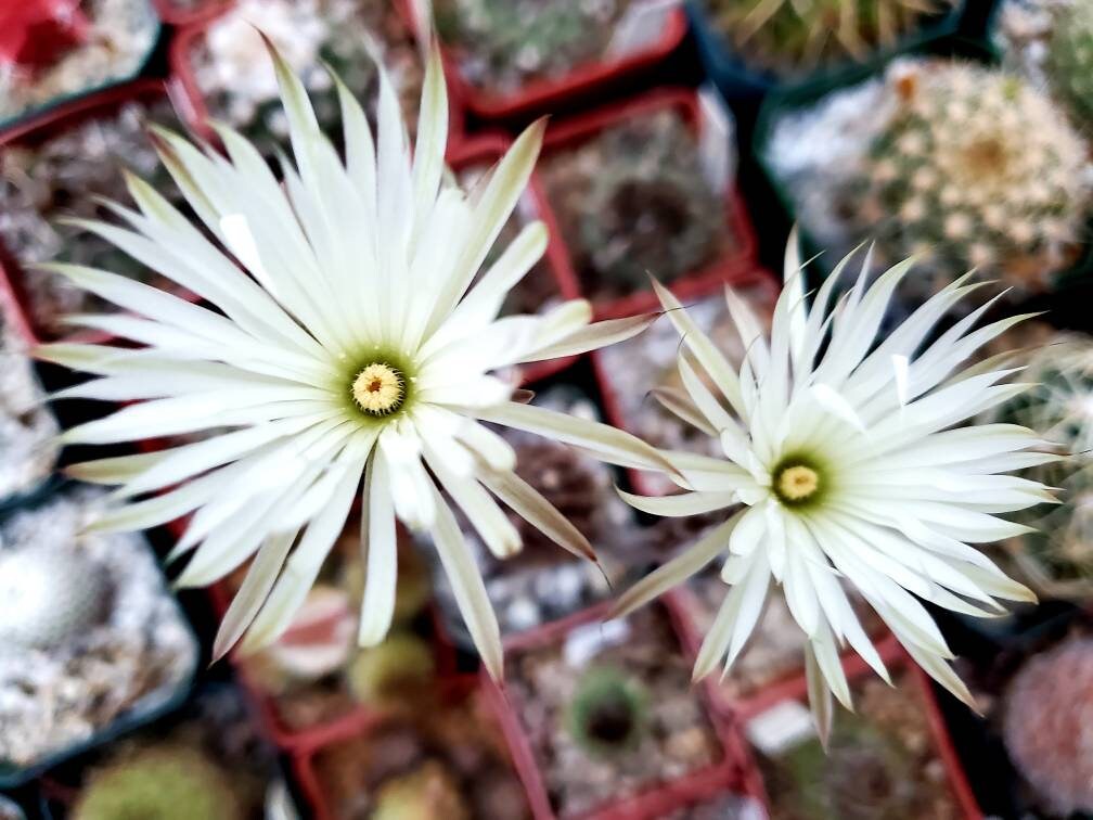 Setiechinopsis mirabilis (15 seeds)