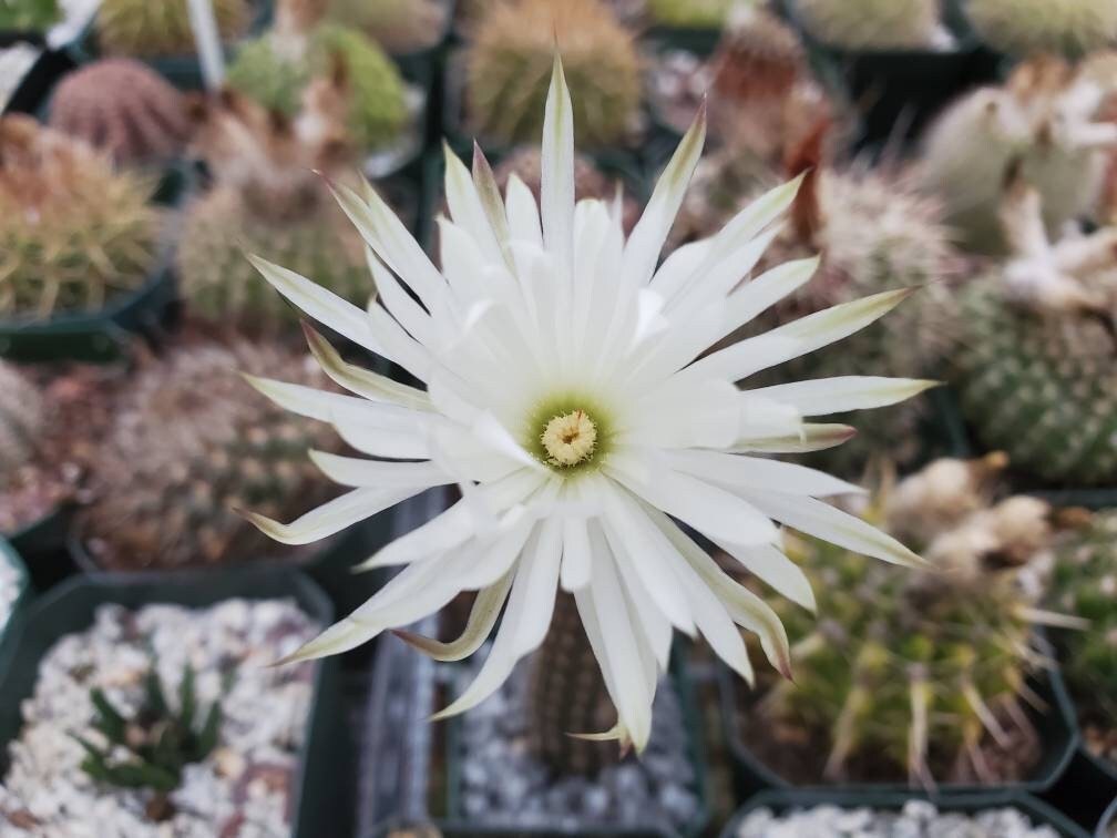 Setiechinopsis mirabilis (15 seeds)