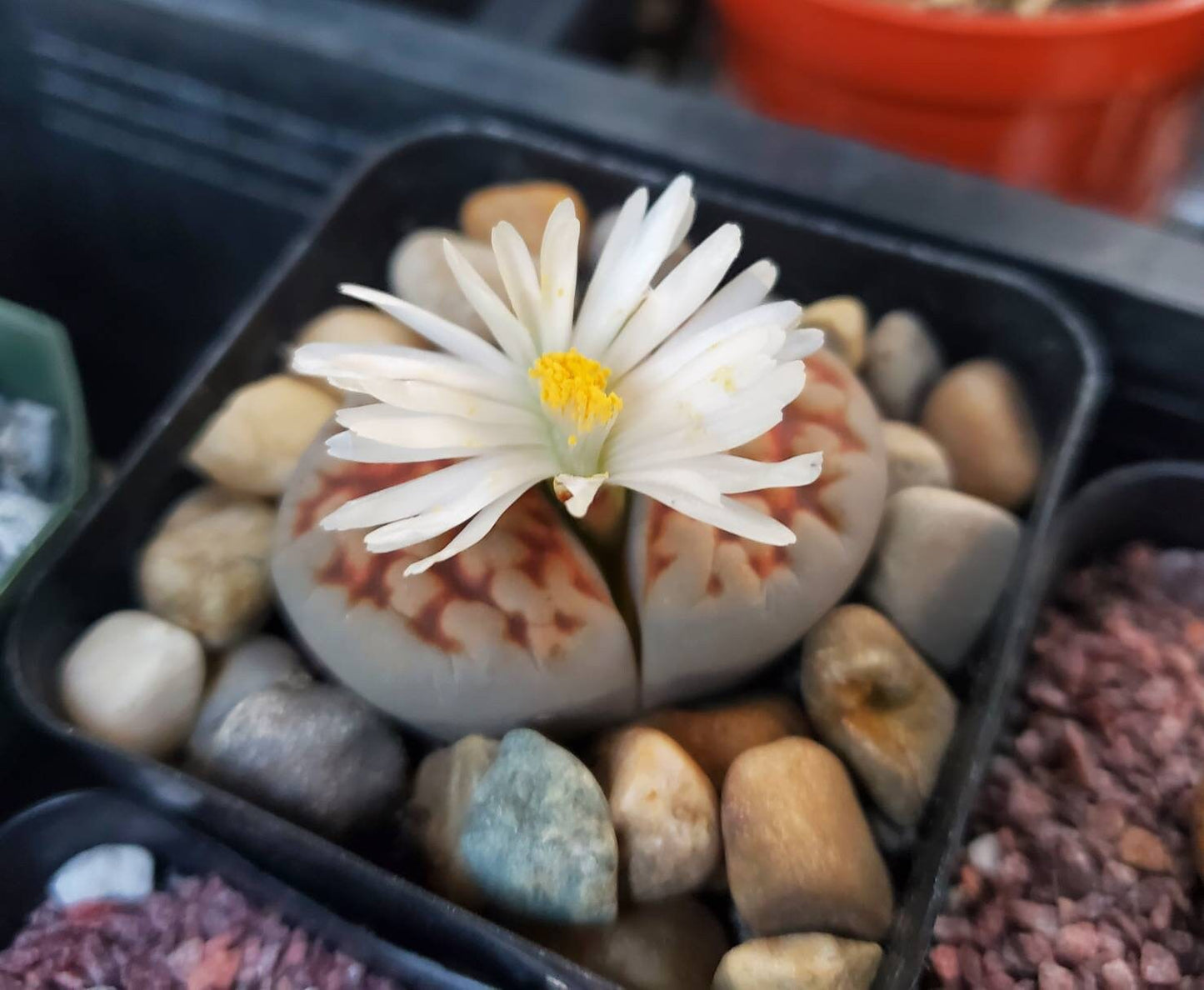 Lithops | Living Stones | Living Rock | Mimicry Plant