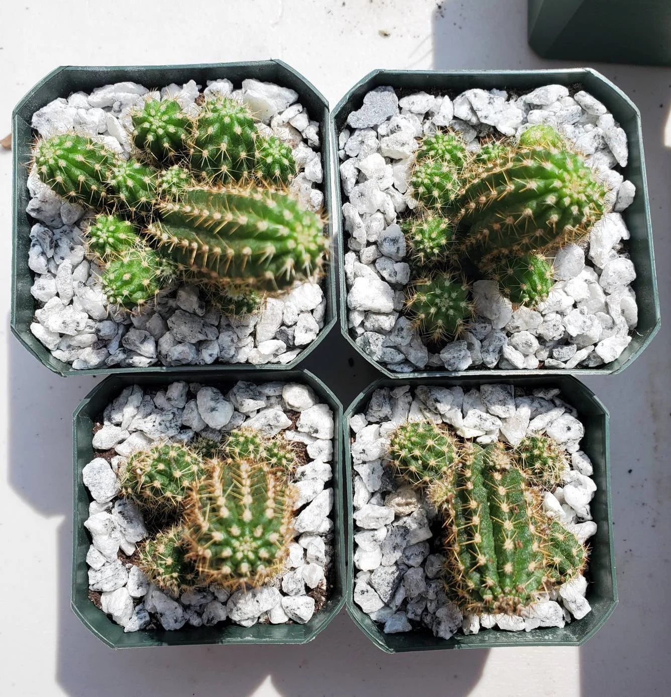 Echinopsis chamaecereus | peanut cactus