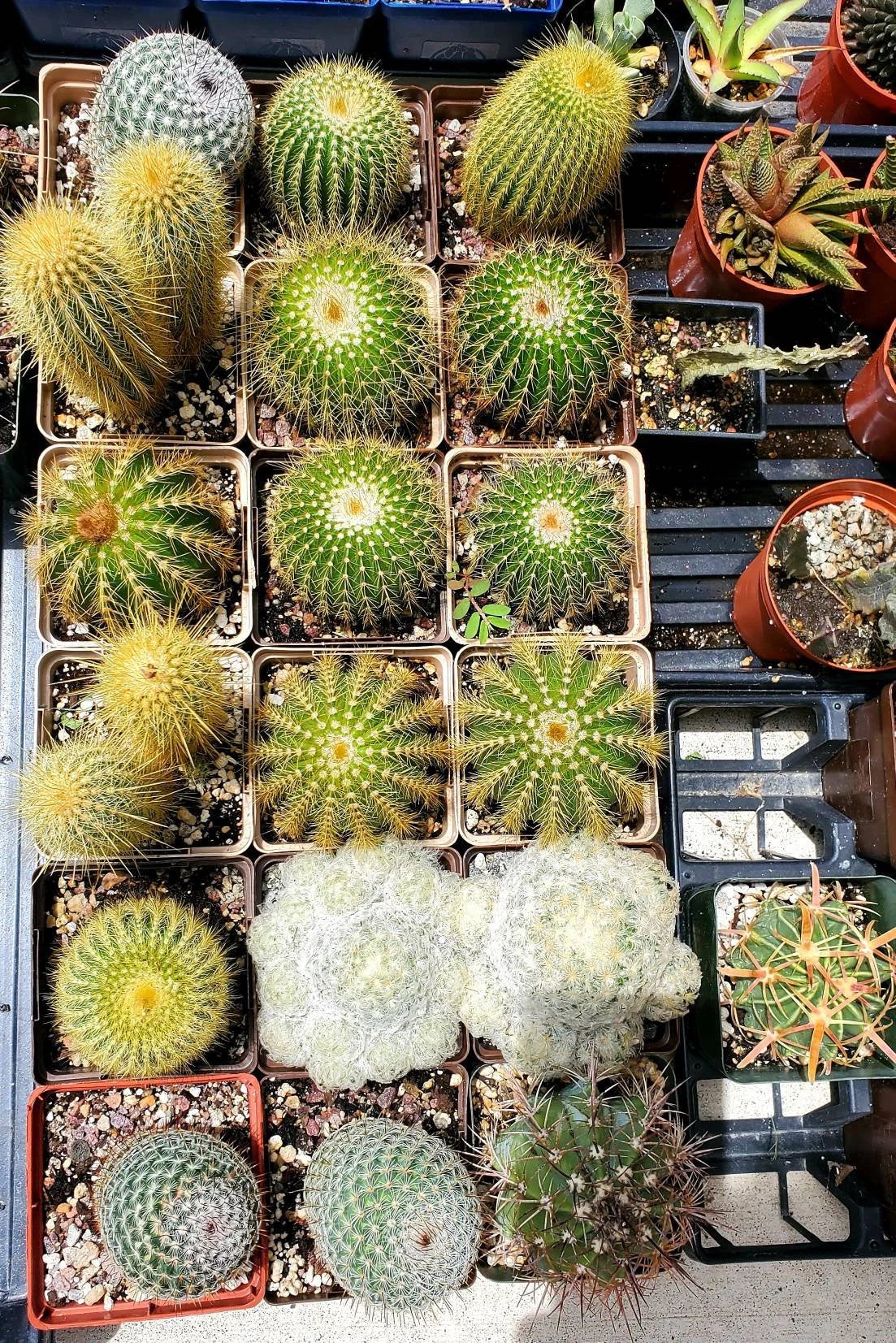 Assorted cacti