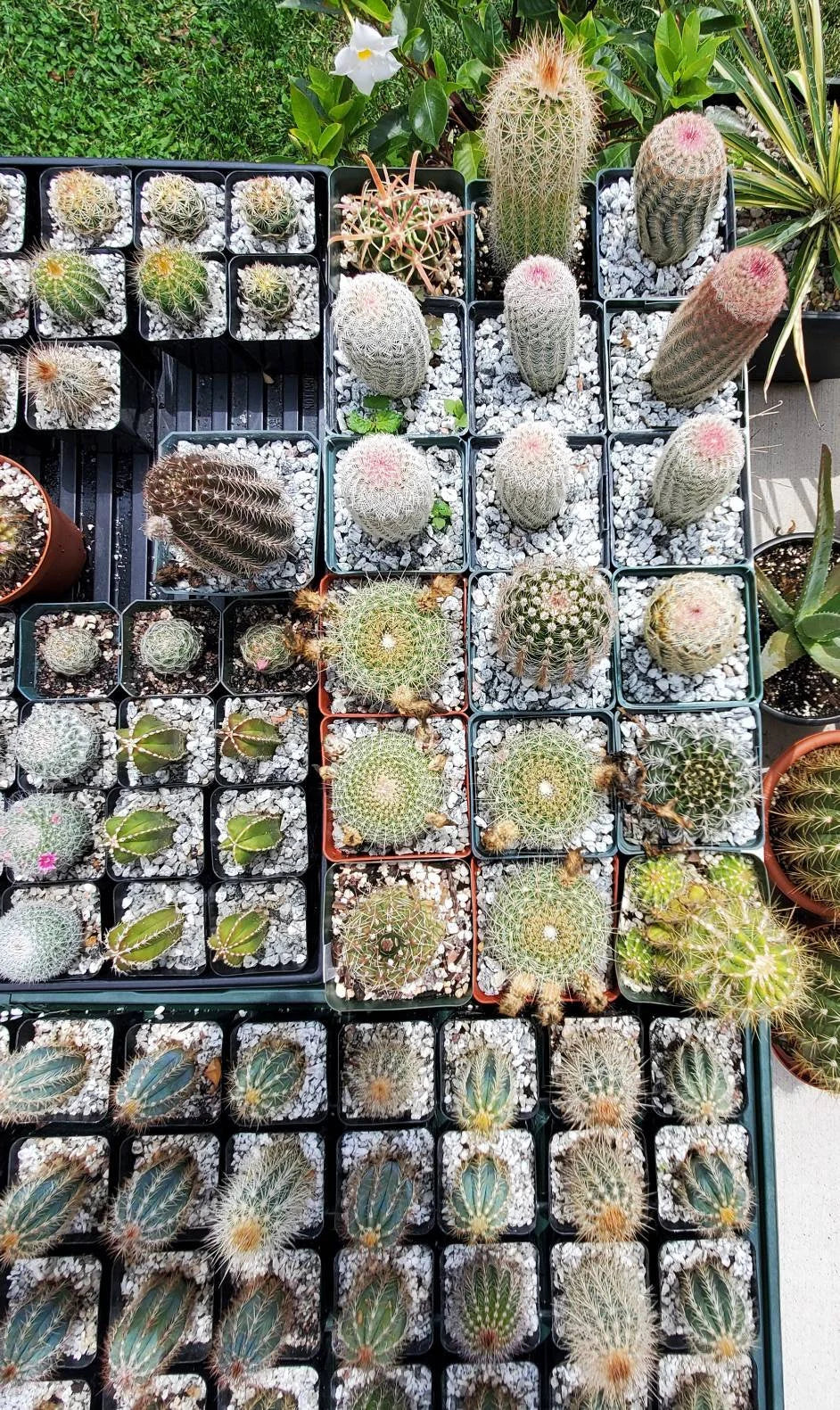 Assorted cacti