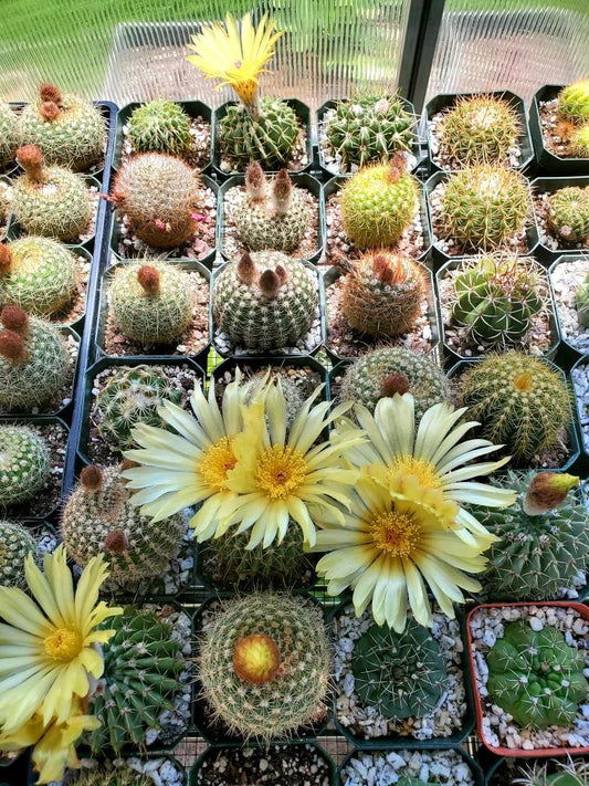 Assorted cacti