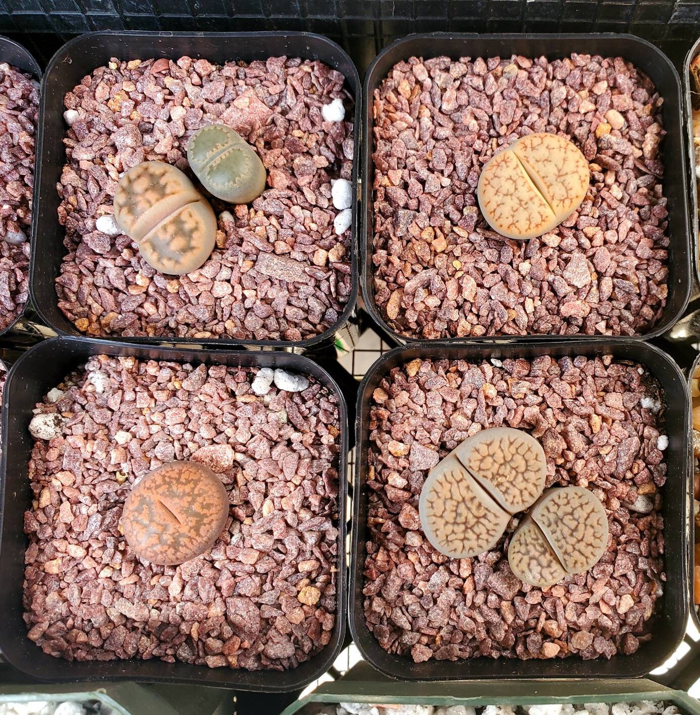 Lithops | Living Stones | Living Rock | Mimicry Plant