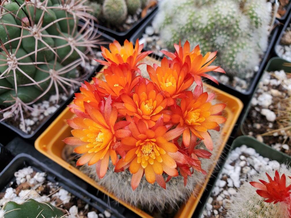 Notocactus haselbergii |Parodia haselbergii |