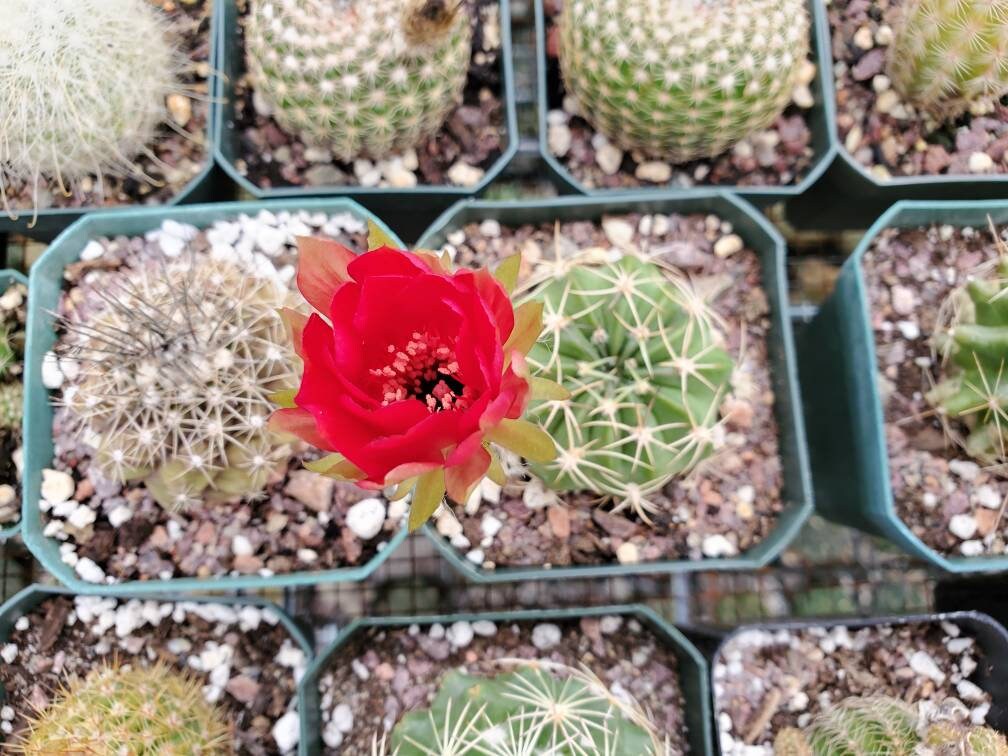 Echinopsis ancistrophora subs. cardenasiana