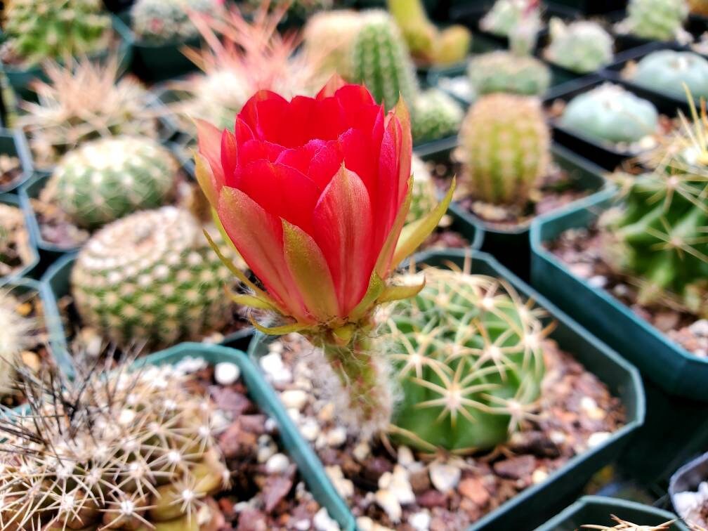 Echinopsis ancistrophora subs. cardenasiana