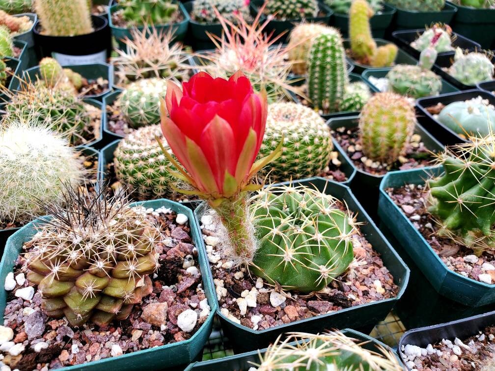 Echinopsis ancistrophora subs. cardenasiana