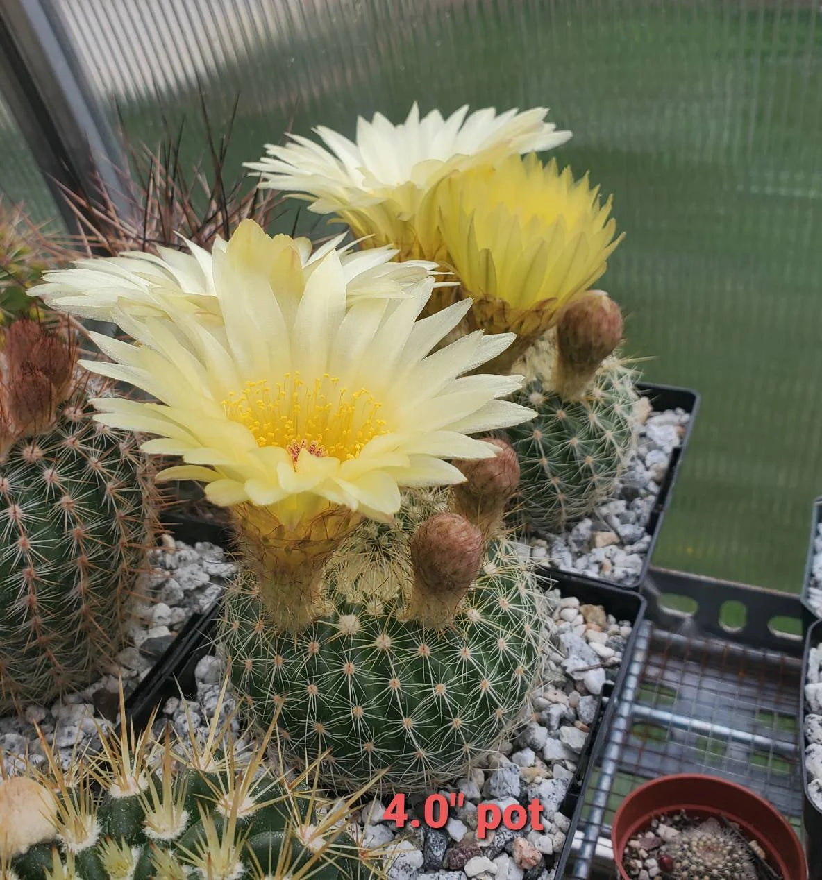 Notocactus concinna subs. agnetae