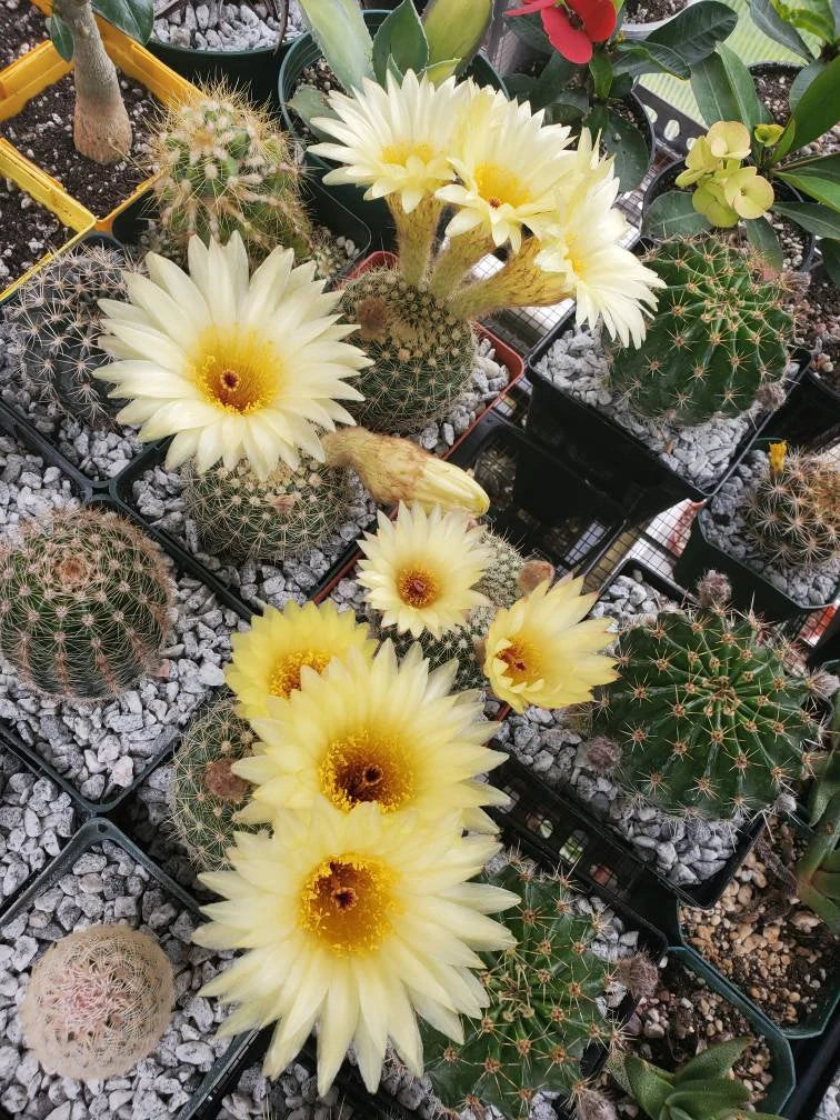 Notocactus concinna subs. agnetae