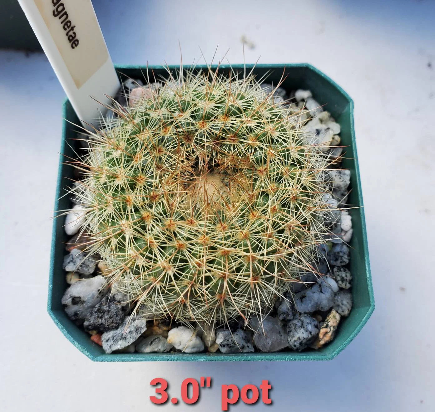 Notocactus concinna subs. agnetae