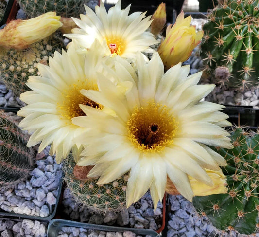 Notocactus concinna subs. agnetae - seeds