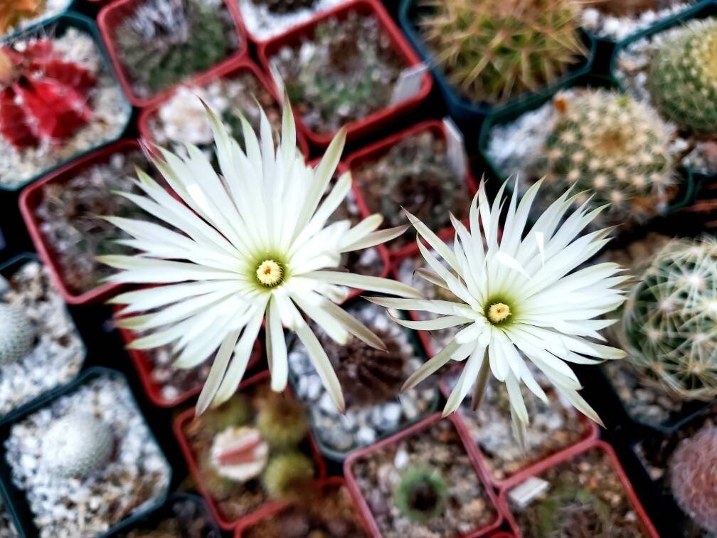 Setiechinopsis mirabilis (15 seeds)