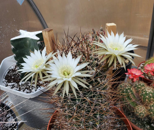 Echinopsis ferox | Lobivia ferox (15 seeds)