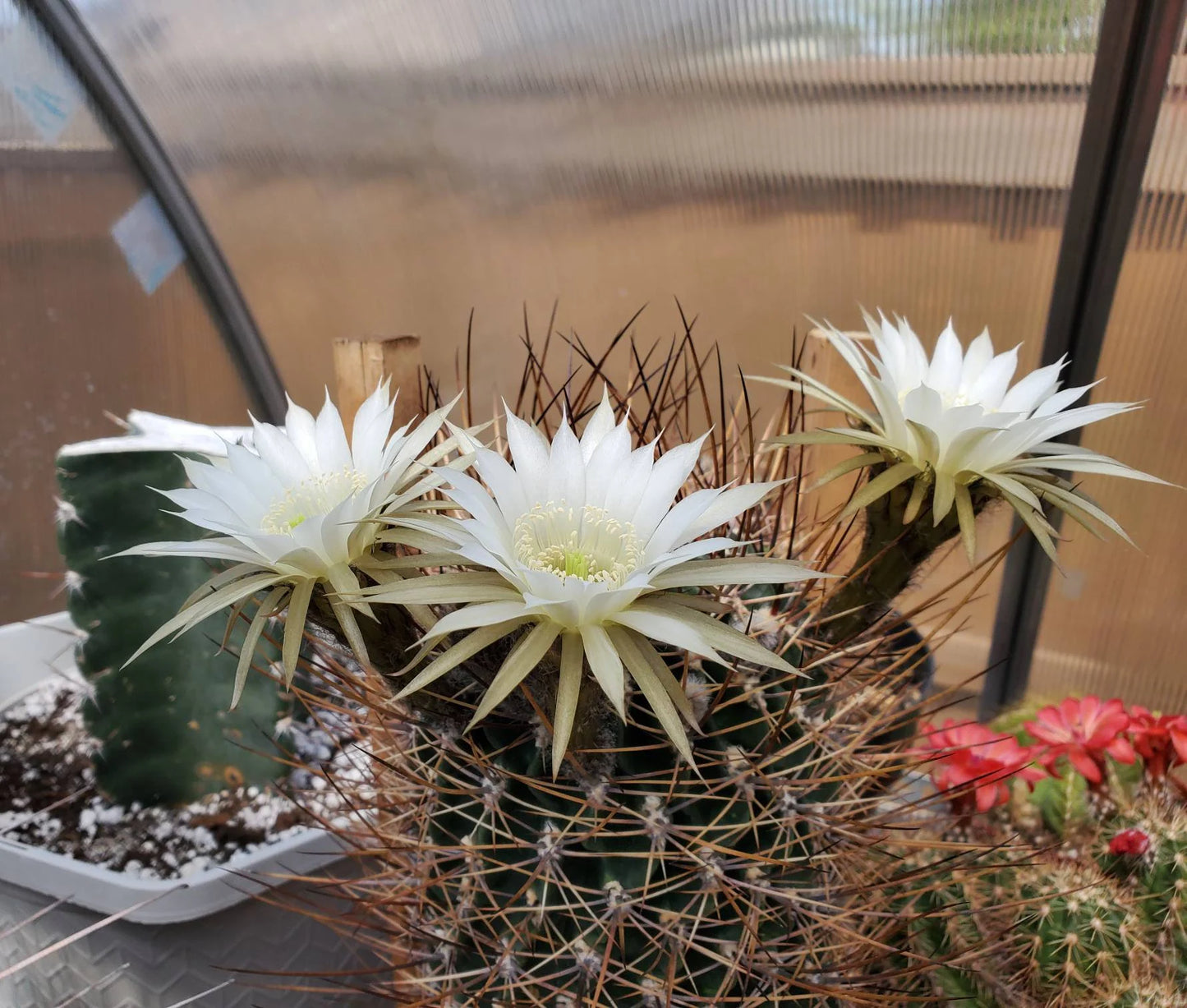 Echinopsis ferox | Lobivia ferox (15 seeds)