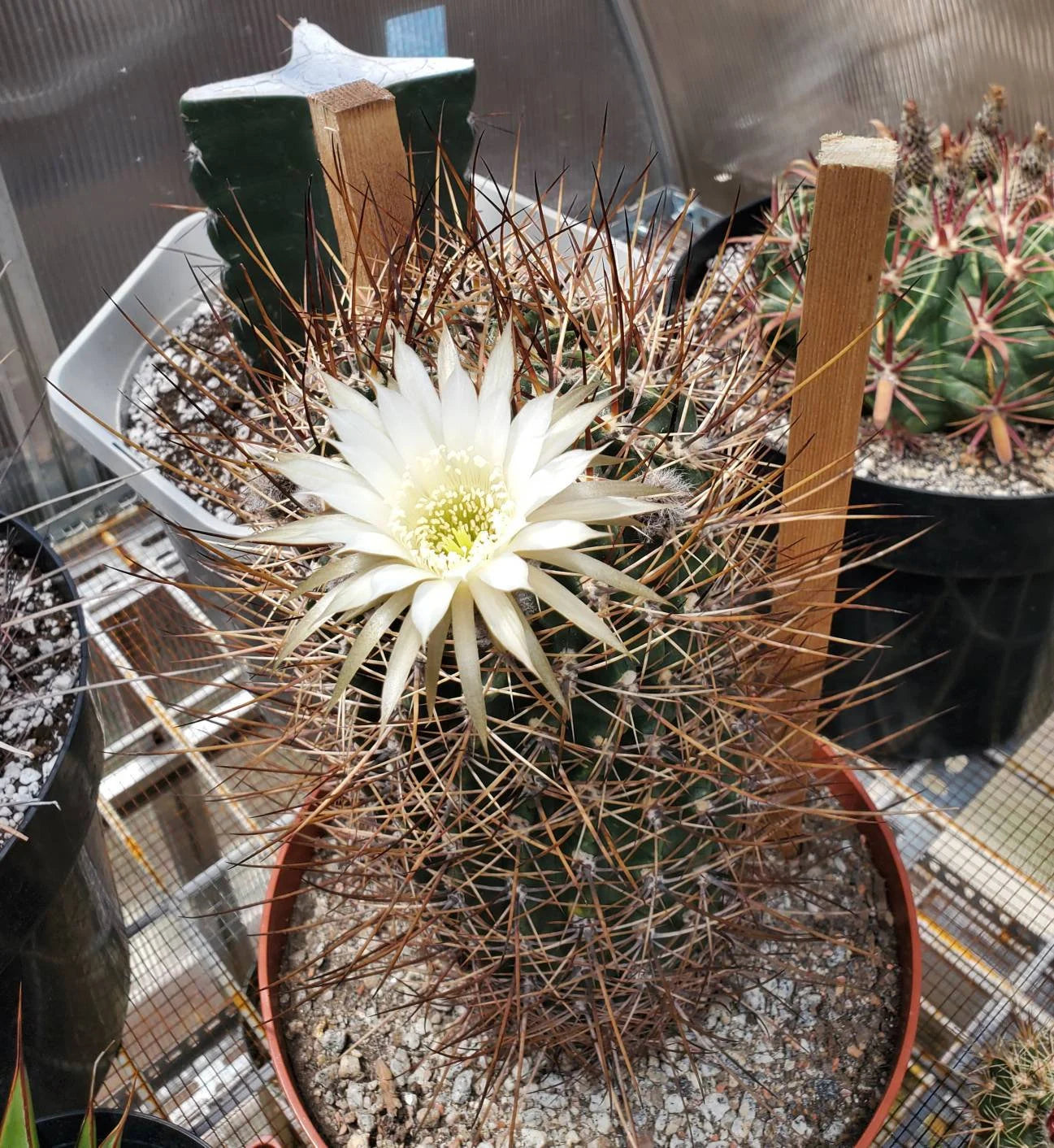 Echinopsis ferox | Lobivia ferox (15 seeds)