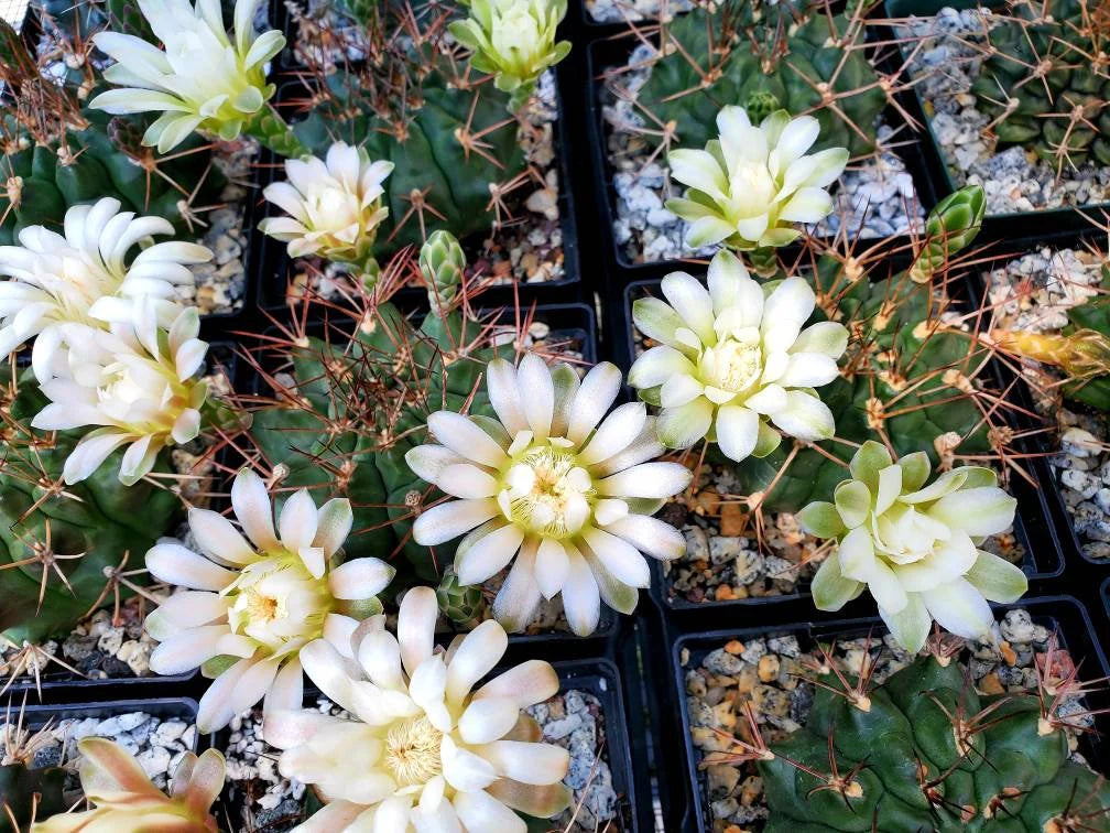 Gymnocalycium gibbosum