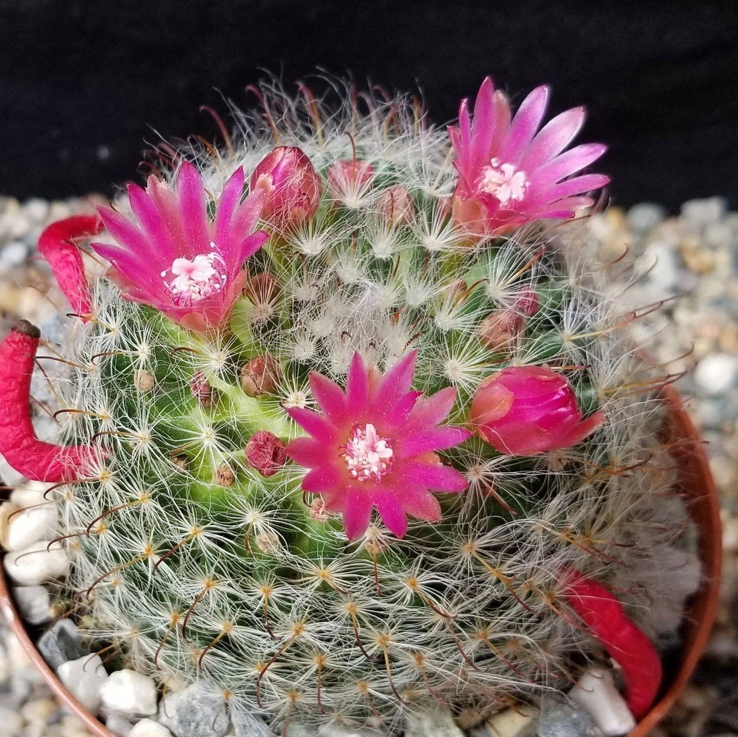 Mammillaria bocasana cv. roseiflora (20 seeds)