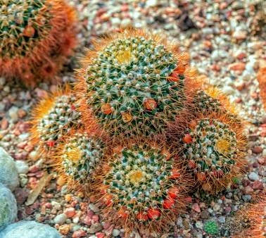 Mammillaria nivosa (20 seeds)