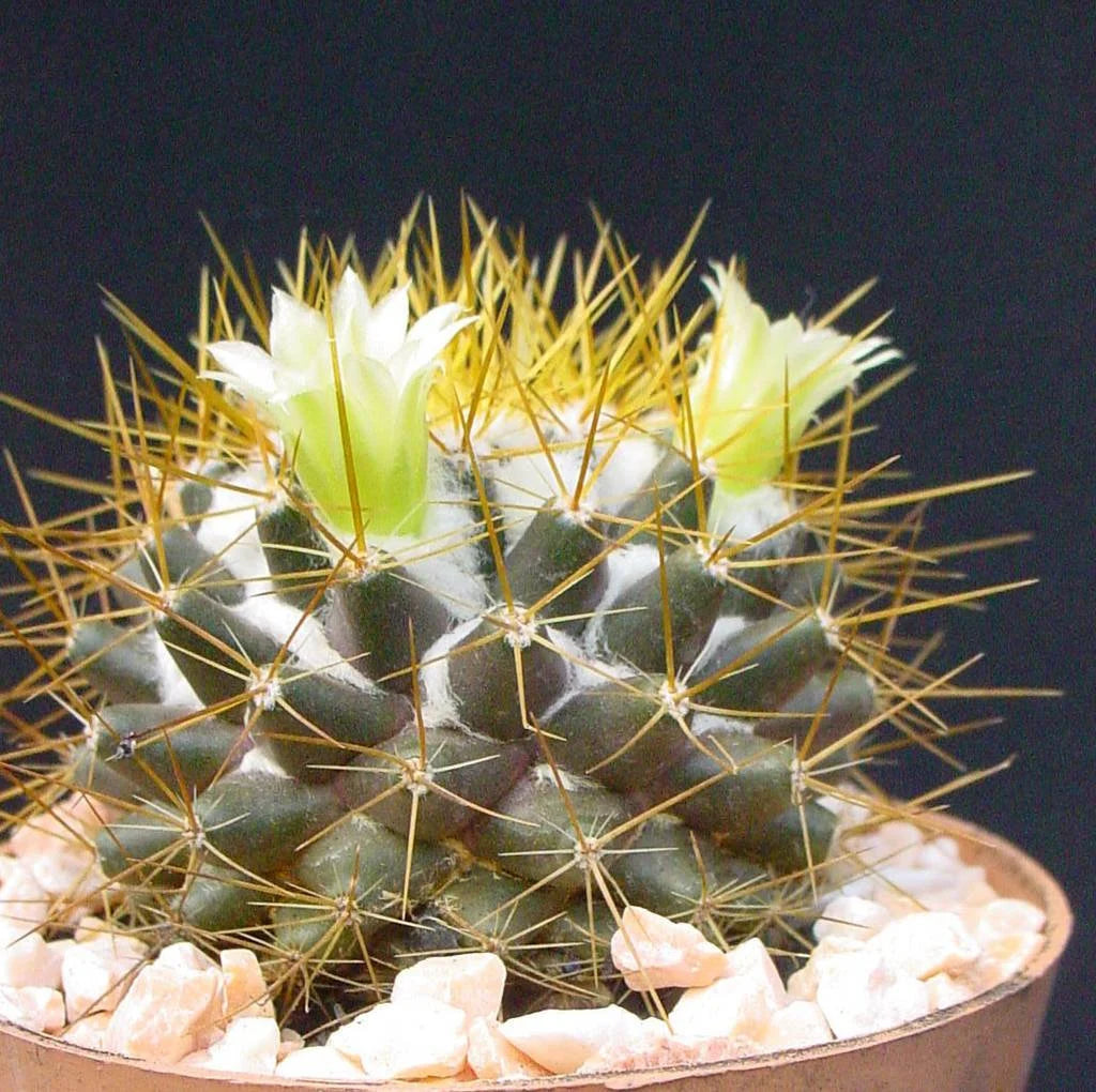 Mammillaria nivosa (20 seeds)