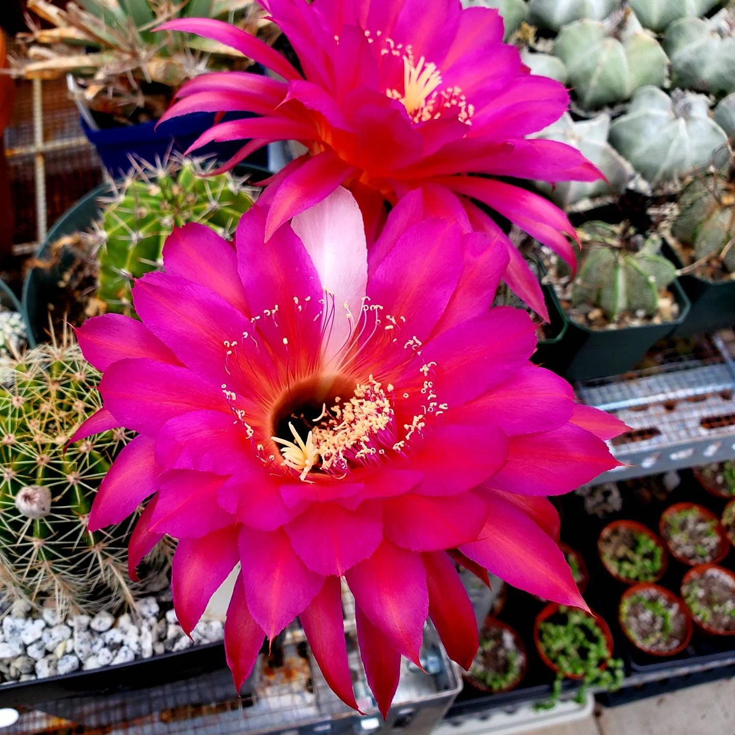 Echinopsis 'Krakatoa' (15 seeds)