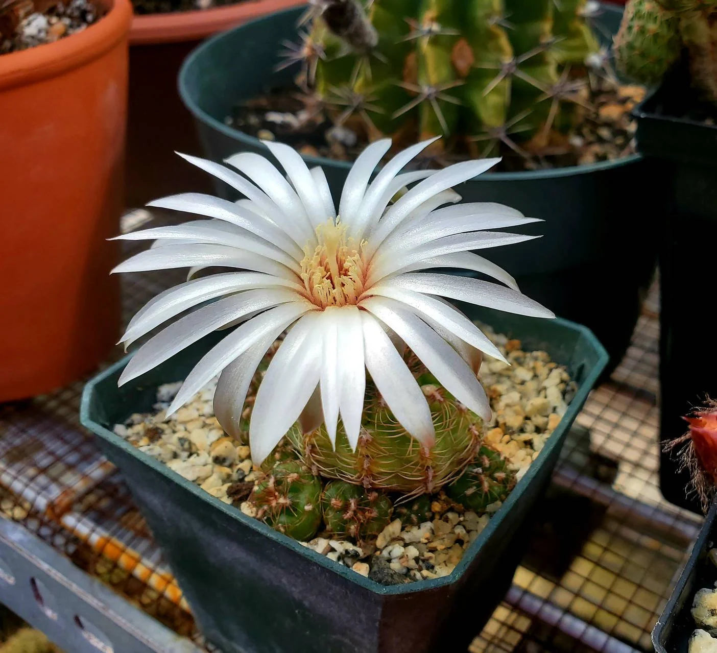 Gymnocalycium mesopotamicus (15 seed)