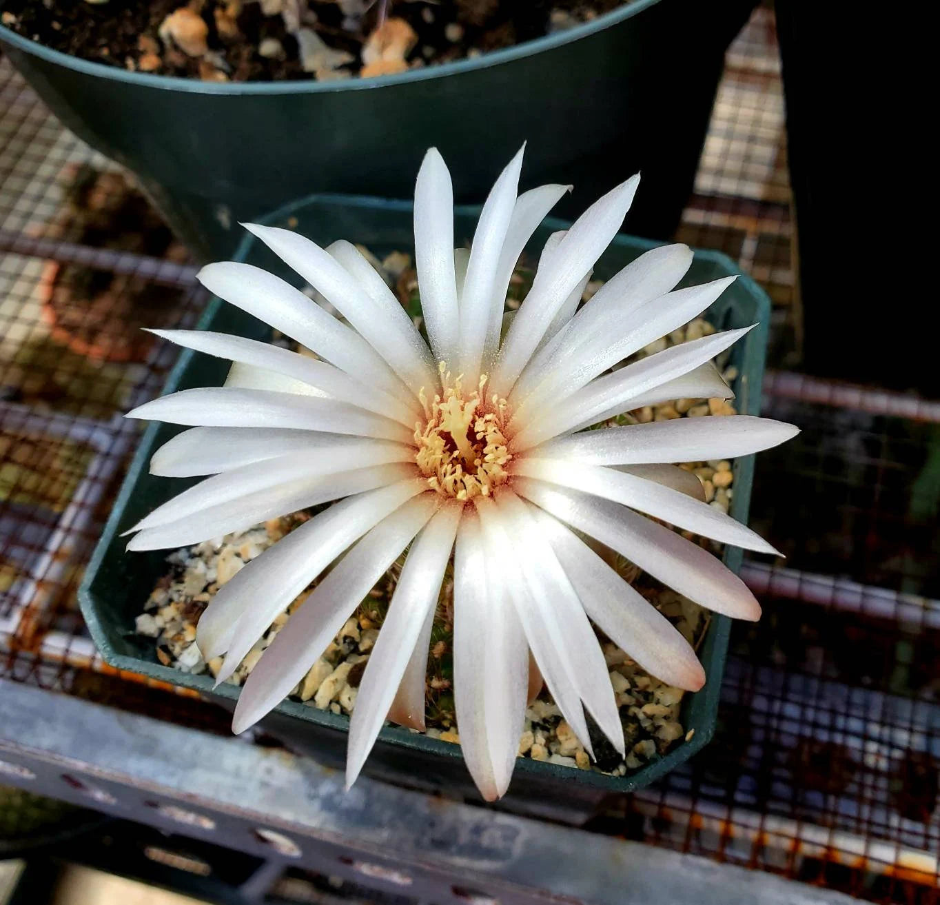 Gymnocalycium mesopotamicus (15 seed)