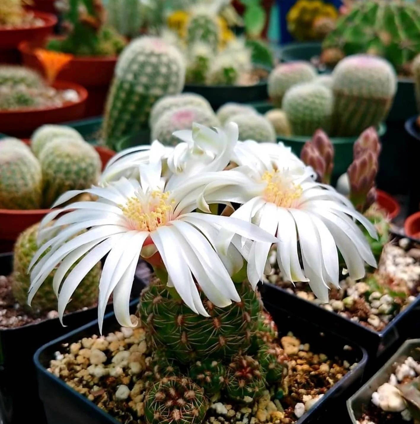 Gymnocalycium mesopotamicus (15 seed)