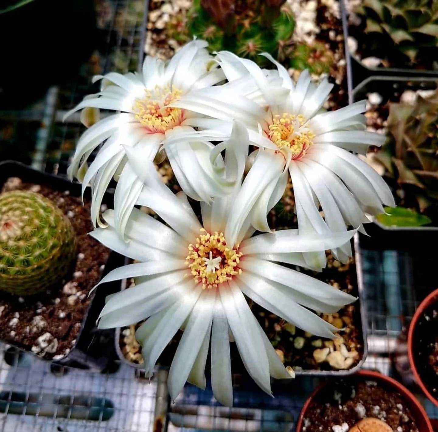 Gymnocalycium mesopotamicus (15 seed)