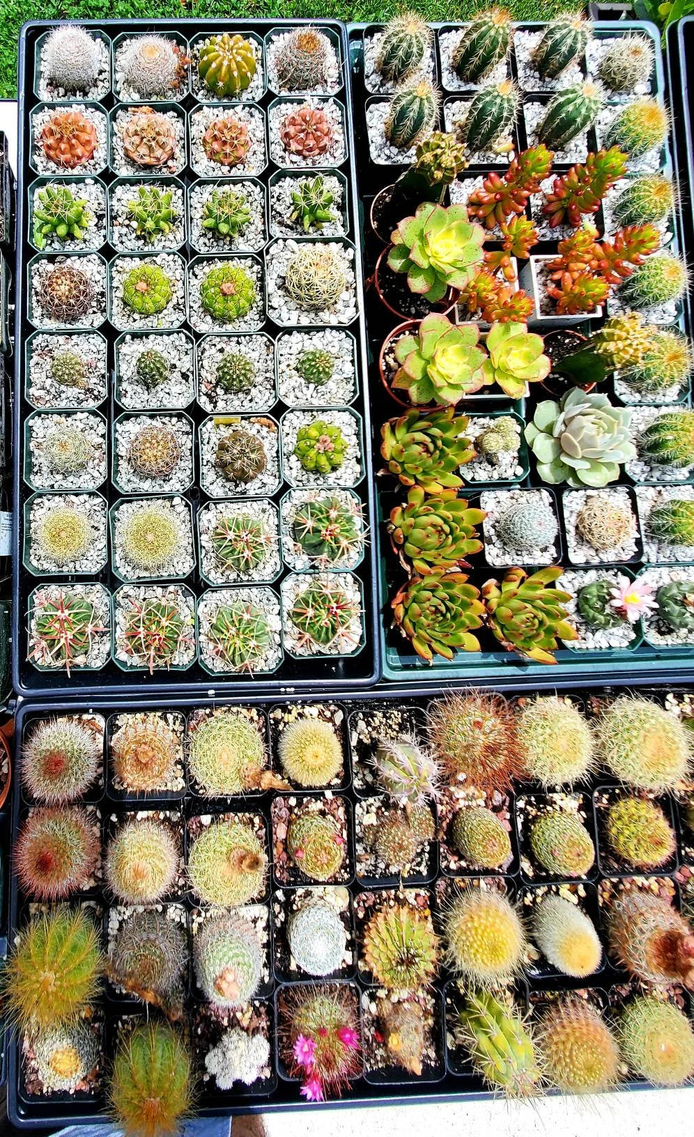 Assorted cacti