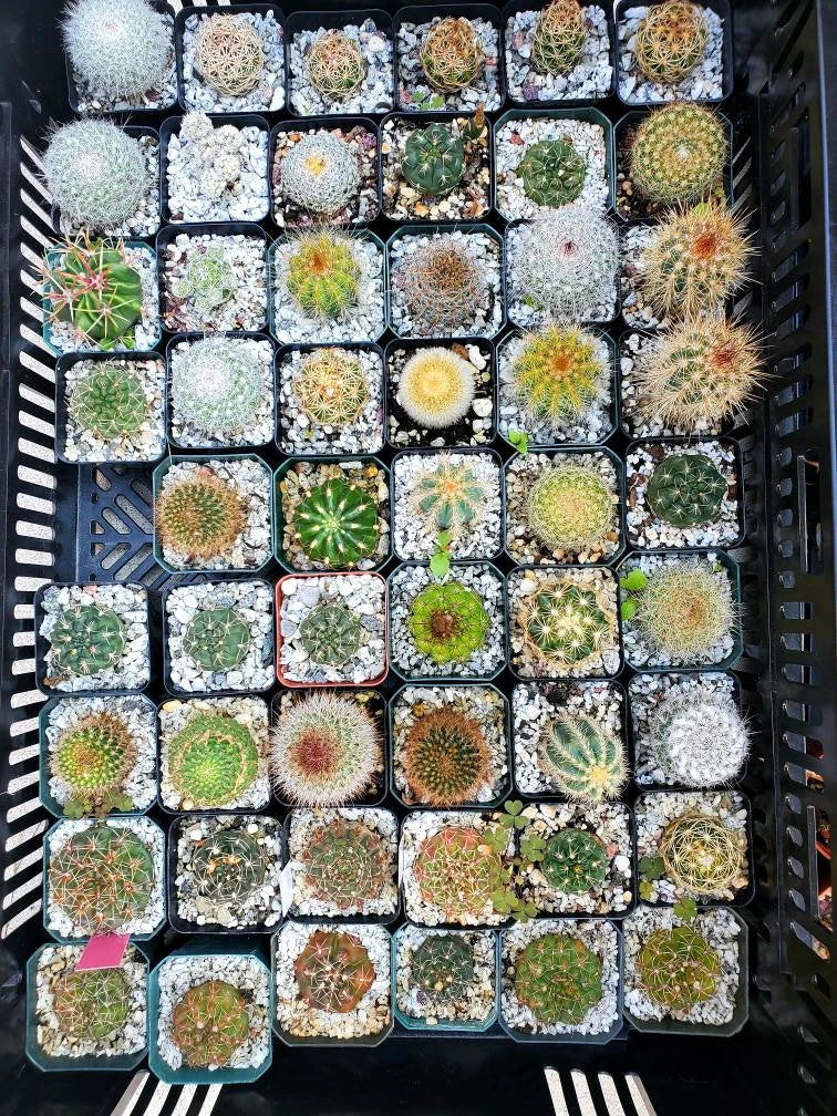 Assorted cacti