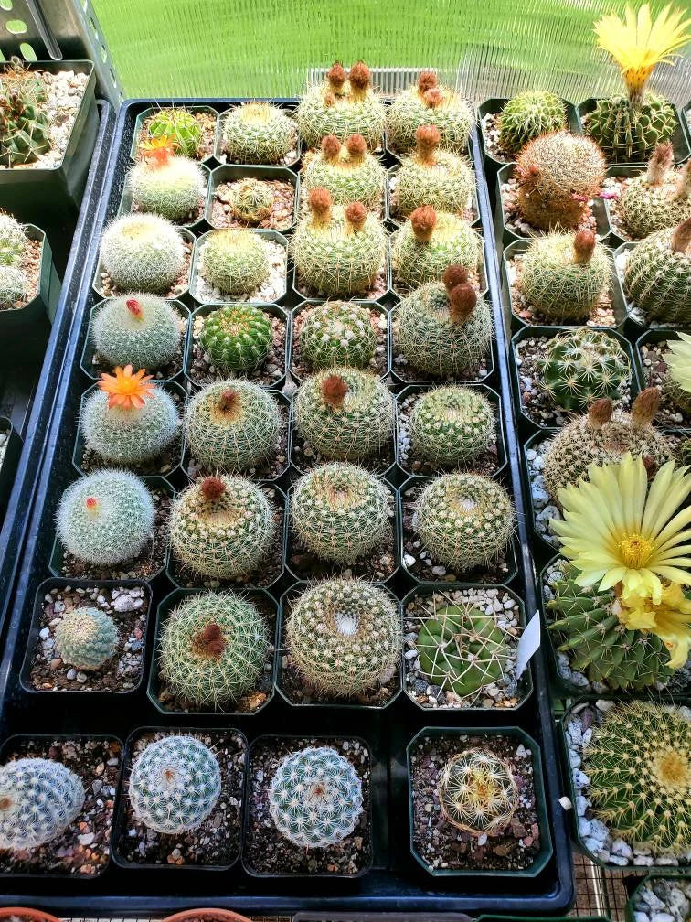 Assorted cacti