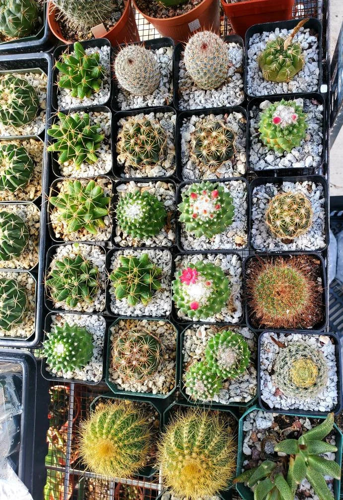 Assorted cacti