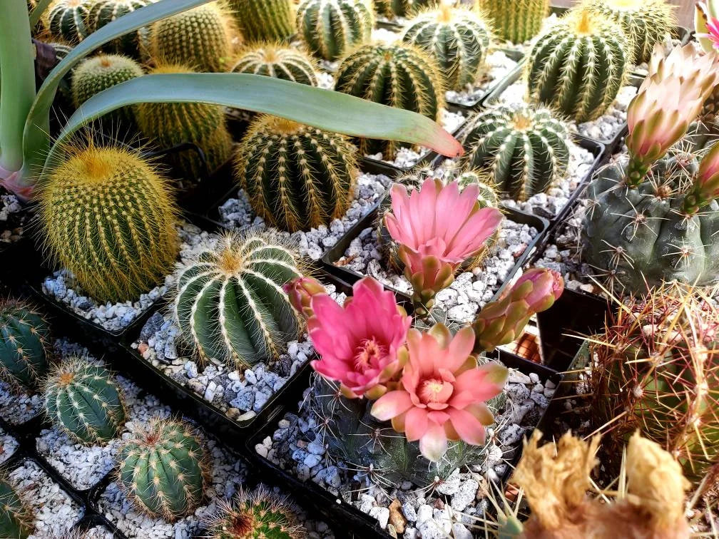 Assorted cacti