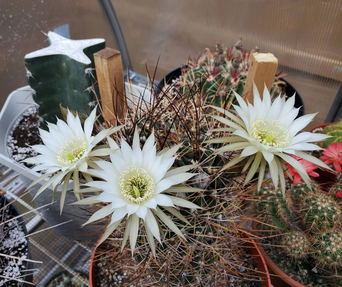 Echinopsis ferox | Lobivia ferox (15 seeds)