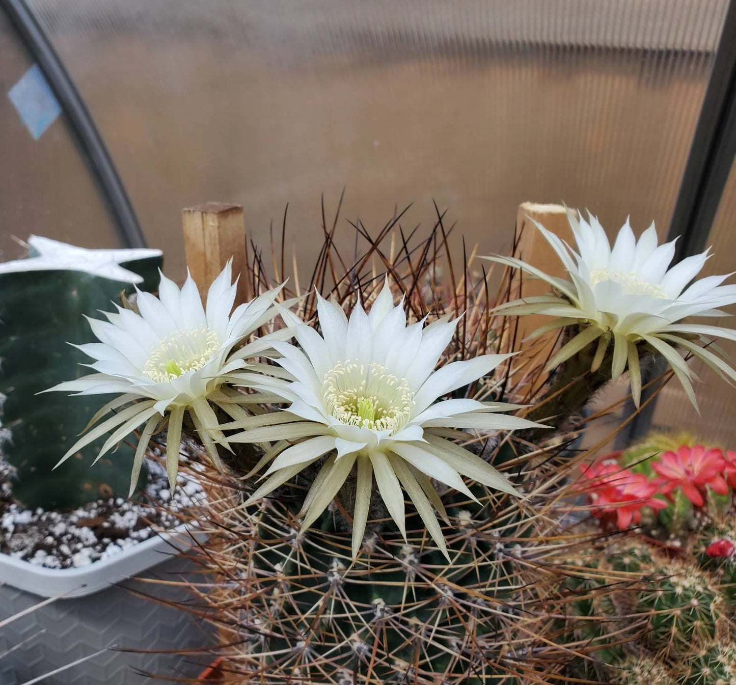 Echinopsis ferox | Lobivia ferox (15 seeds)