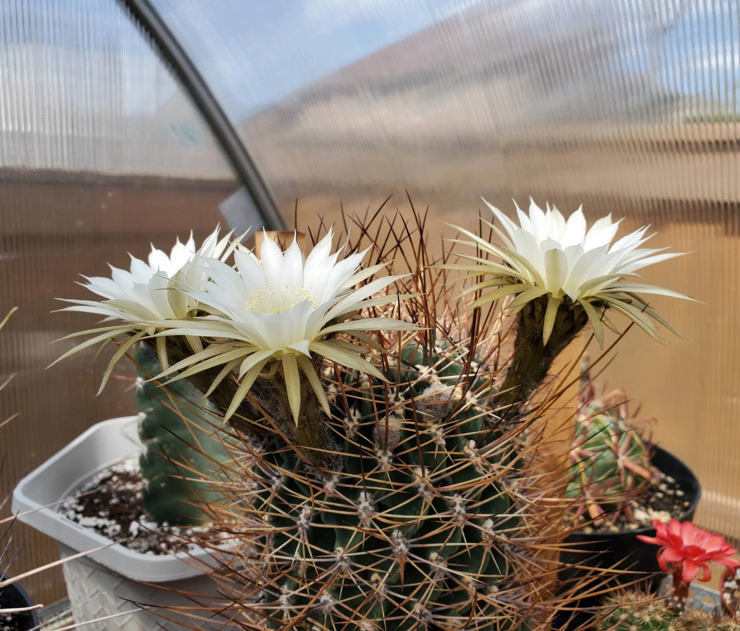 Echinopsis ferox | Lobivia ferox (15 seeds)