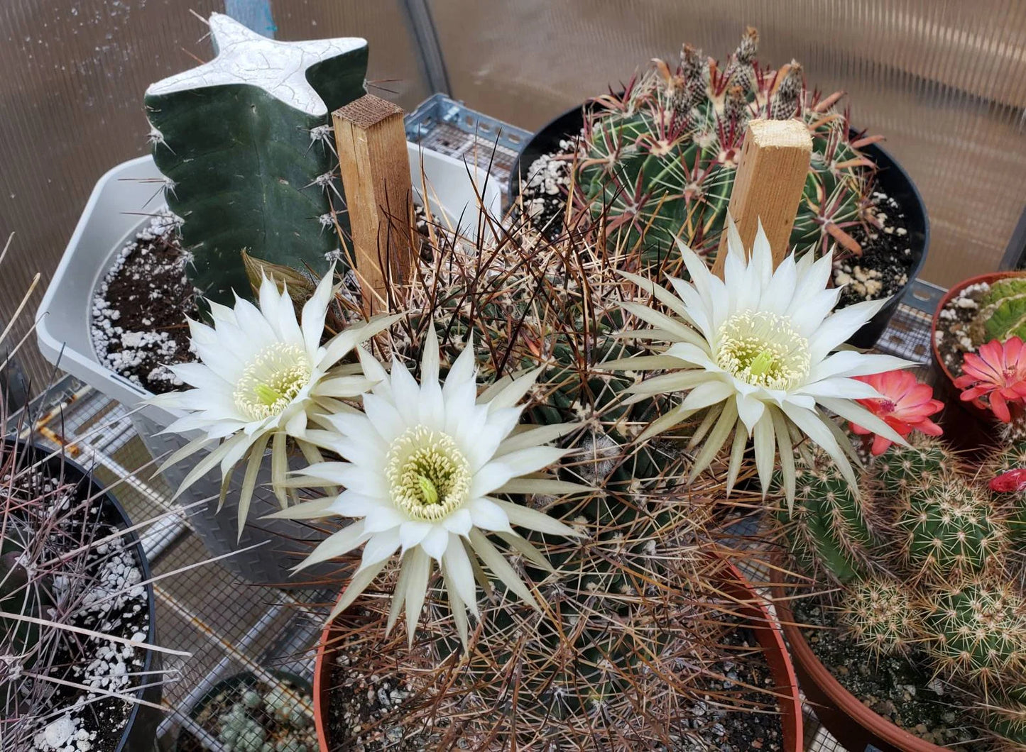 Echinopsis ferox | Lobivia ferox (15 seeds)